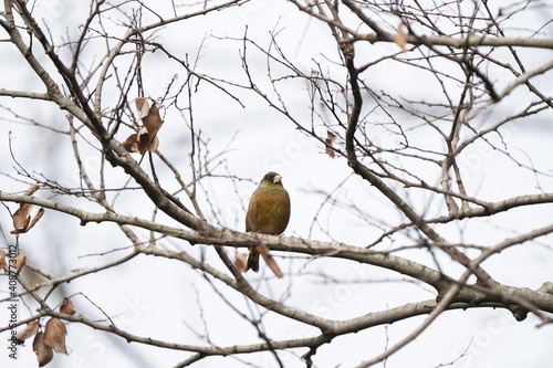 oriental greenfinch on the branch