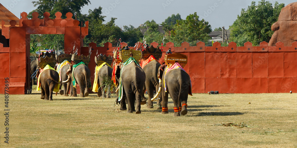 Naklejka premium elephant during festival in surin-thailand