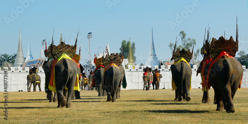 elephant during festival in surin-thailand photo