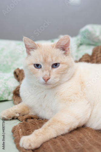 Domestic cat red point with red ears sleeping at home on bed