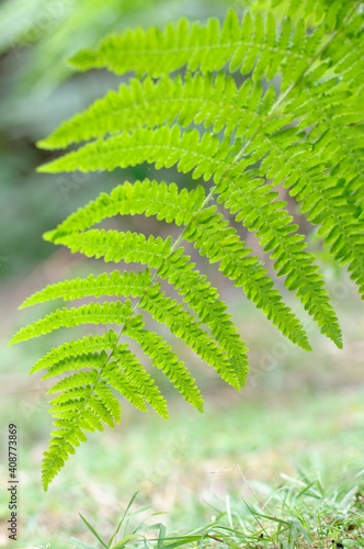 Brake Fern leaf