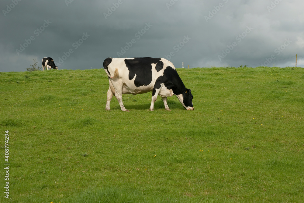 Dairy farm cows UK Dairy farm cows UK
