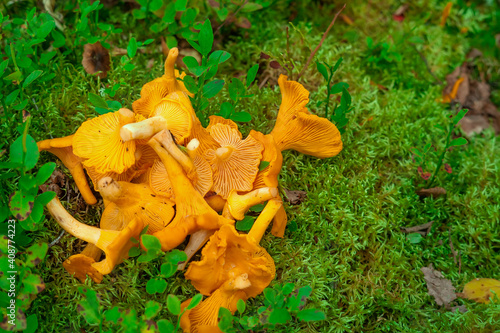 Edible mushrooms lie on forest moss.
