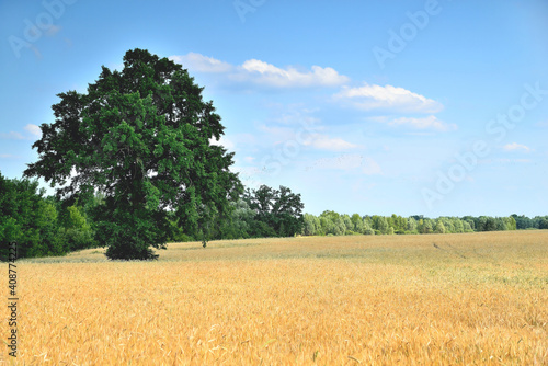 Wheat, wheat ears, wheat field on a sunny day, dirt road at the edge of the field, green big tree, blur as a creative idea of the author close-up
