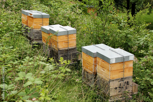 wooden boxes, beehives, apiary in the garden, the concept of ripening natural honey, pollination of honey plants, ecological products, environmental protection