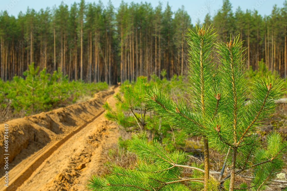 Fire-fighting strip in forest plantations. Forest fire protection. Forestry management. Fire-fighting strip in forest plantations. Forest fire protection. Forestry management.