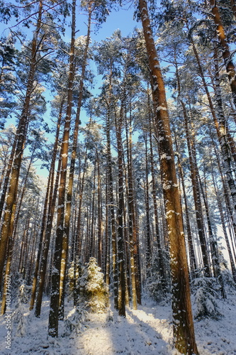 Winter pine forest in the background of blue sky on a clear day. Winter in Poland, snowfall.