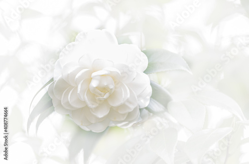 白いバラの背景 © RK-79-2