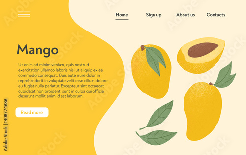 Ripe mango, whole, and half sliced mango. Sweet mango fruits vector hand drawn landing page design.