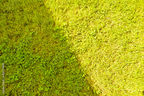 Grasses light and shadows .Green grass texture background,grass green wallpap...