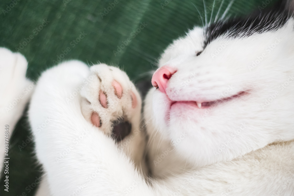 Closeup of a sleeping black and white cat Closeup of a sleeping black and white cat