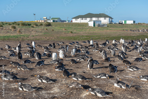 Gentoo penguin colony at Sea Lion Island, Falklands.