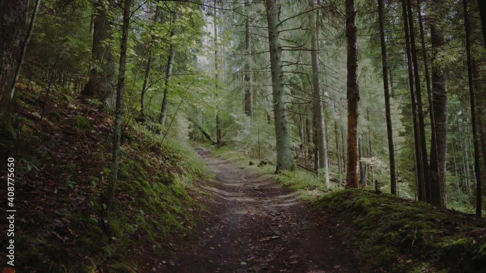 Walk through the forest in the Gauja National Park. The path between the trees climbs the hill. The sun is shining between the trees. Latvia Walk through the forest in the Gauja National Park. The path between the trees climbs the hill. The sun is shining between the trees. Latvia