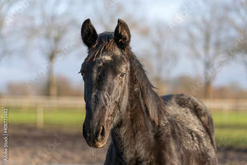 A head of one year old horses in the pasture. A black foal looks stubbornly into the camera