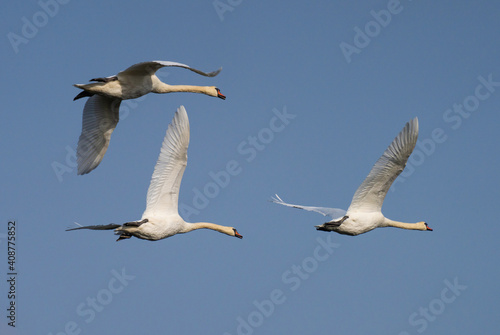 Three Mute swan flies in the air. (Cygnus Olor).