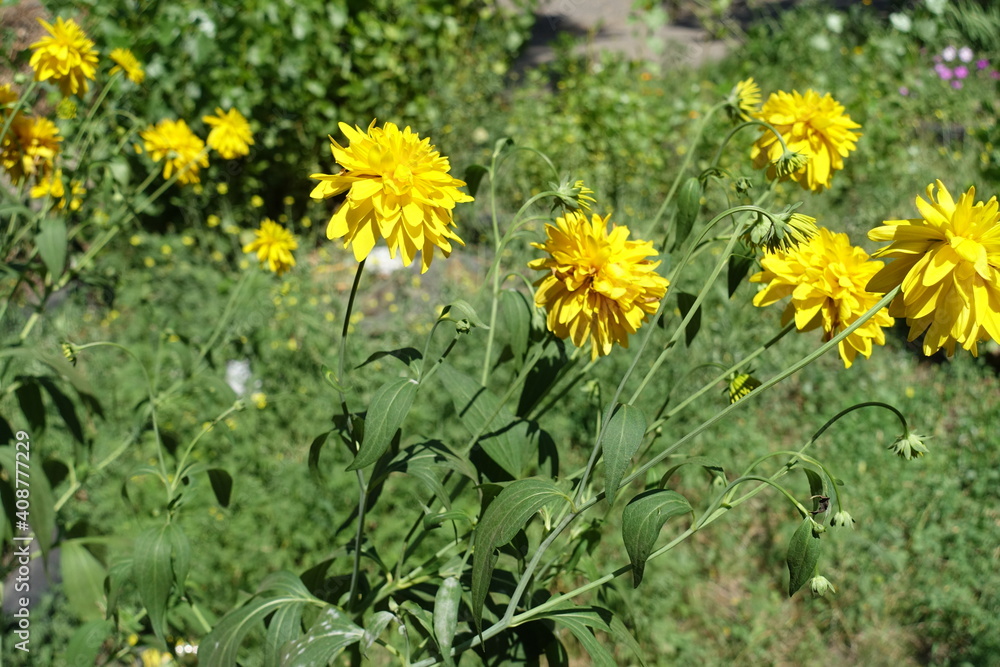 Stems of Rudbeckia laciniata Goldquelle with yellow flowers in July Stems of Rudbeckia laciniata Goldquelle with yellow flowers in July