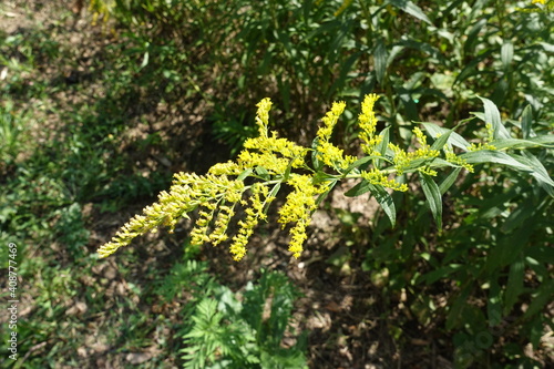 Closeup of panicle of yellow flowers of Solidago canadensis in mid August