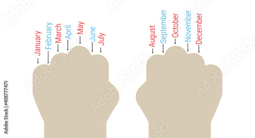 Determining the length of months by knuckles. Flat vector illustration isolated on white.