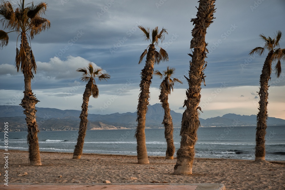 Some palm trees at sunrise on the beach. San Juan beach, Alicante, Spain