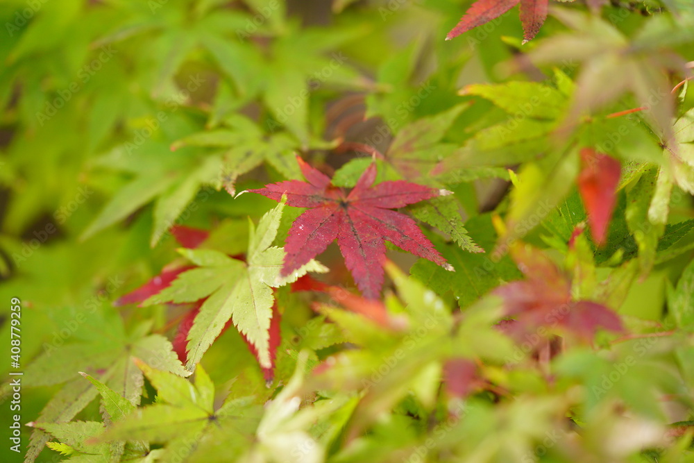 紅葉