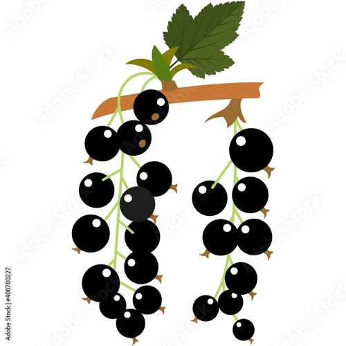 Black currant forest berries flat vector icon