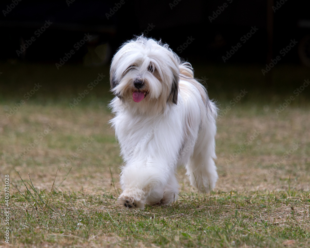 Tibetan Terrier Tibetan Terrier