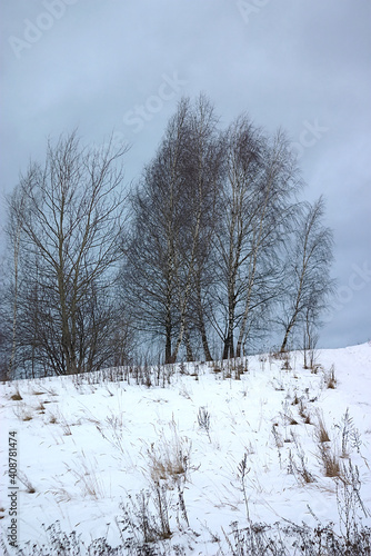 Wallpaper Mural birches on a snowy hill in winter morning Torontodigital.ca