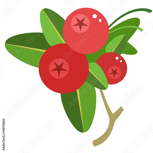 Red cowberries on stem with leaves flat vector icon