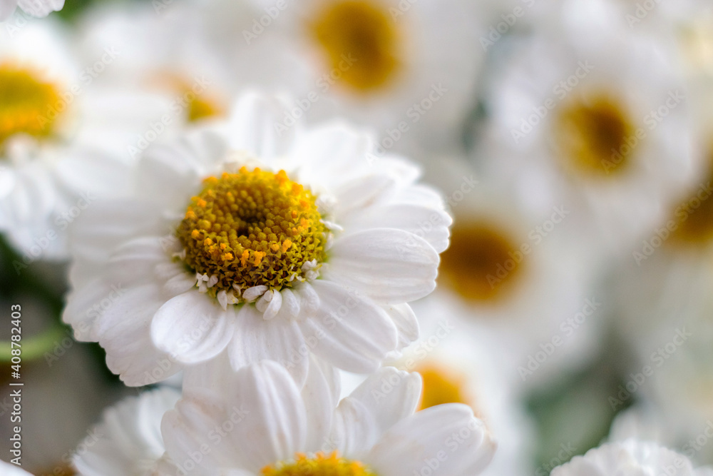 Obraz premium Close-up of a bouquet of chrysanthemum field daisies. Chamomile chrysanthemum close-up. White beautiful daisies for a postcard. Herbal medicine, decoction, hand care.