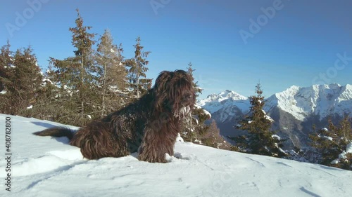 Bergamasco shepherd dog in fresh snow
