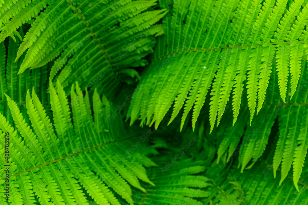 Fototapeta premium Background of the green fern. Top view. Natural pattern