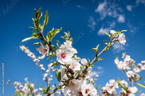 Almond tree flower heads in spring sunshine in Morocco