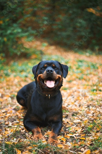 Portrait of black rottweiler dog in the autumn forest. Best friend, pet concept. Best view, place for text, copyspace © Olga Pulchina