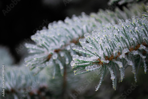 Green pine in ice © Julia