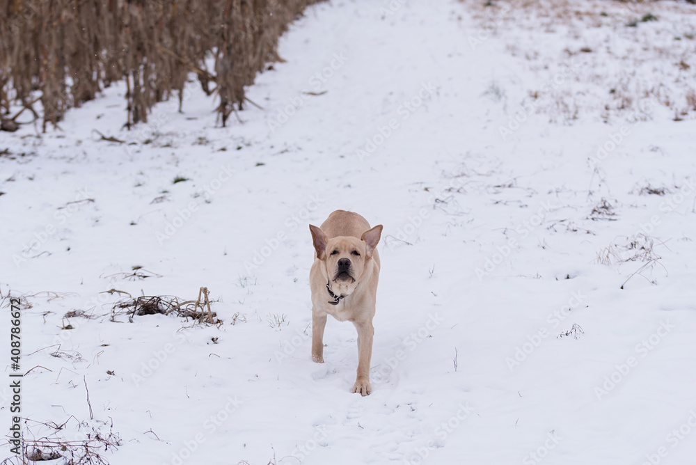 Funny labrador dog in snow