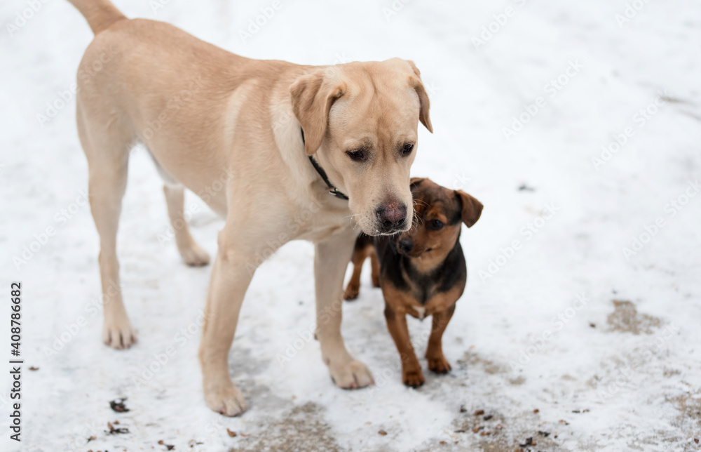 Sad Labrador dog and his friend