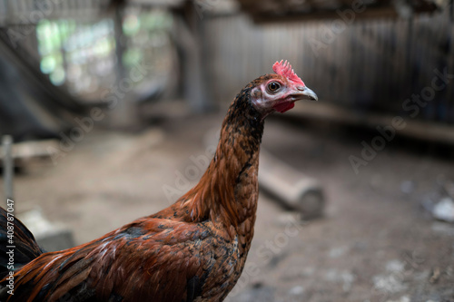 Balinese Rooster
