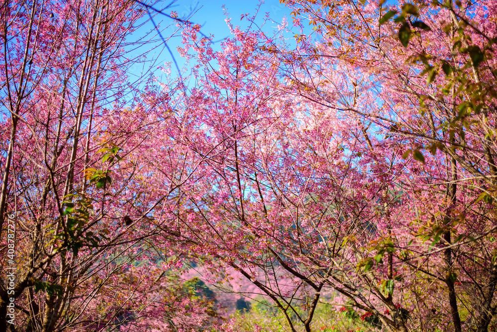 Beautiful colored trees. See mountains in the beautiful forest road. Beautiful colored trees. See mountains in the beautiful forest road.