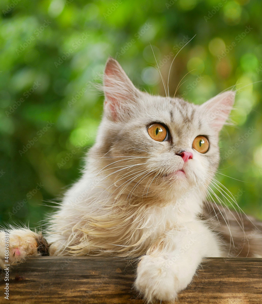 a persian cat face close up a persian cat face close up