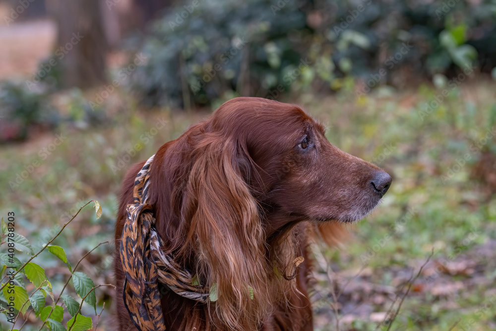 Portrait of Irish setter dog. Selective focus