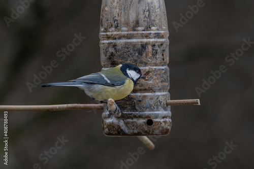 Great tit (Parus major) taking seeds from bird feeder