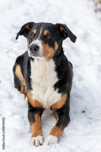 Adorable dog enjoying the snow, appenzeller sennenhund.