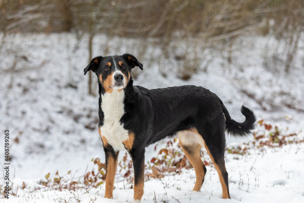 Dog is standing in the snow. Appenzeller Sennenhund Dog is standing in the snow. Appenzeller Sennenhund