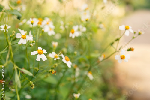 Flowers daisies in summer spring meadow on background Summer natural idyllic pastoral landscape