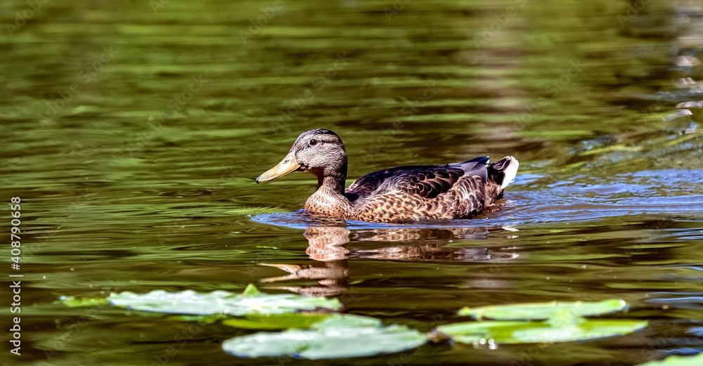 Bird duck mallard on the water surface of the reservoir close-up in summer Bird duck mallard on the water surface of the reservoir close-up in summer