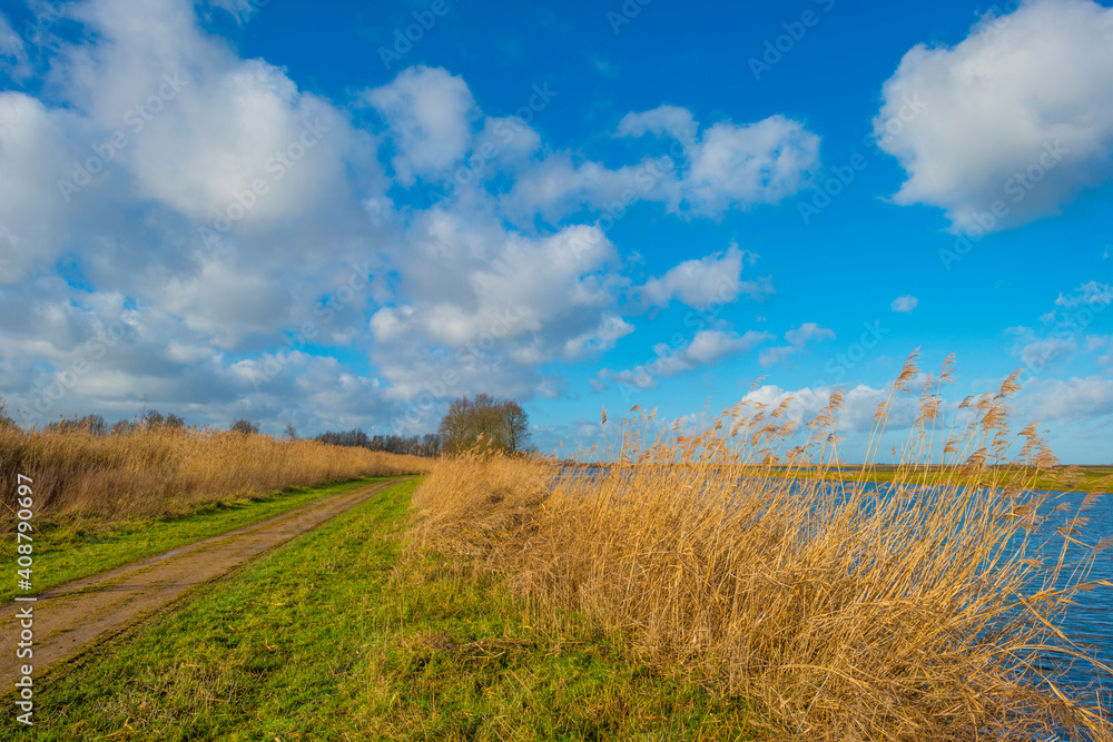 Fototapeta premium The reedy edge of a lake in a green grassy field in wetland in sunlight under a blue sky in winter, Almere, Flevoland, The Netherlands, January 24, 2021