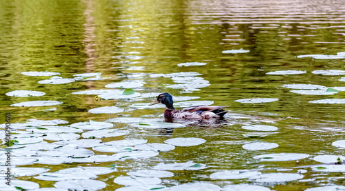 Bird duck mallard (drake) on the water surface of the reservoir close-up in summer