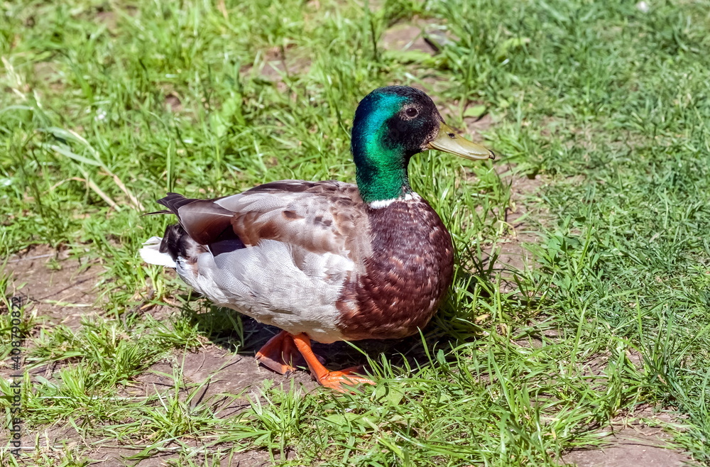 Bird duck mallard (drake) on the background of green grass close-up in summer Bird duck mallard (drake) on the background of green grass close-up in summer