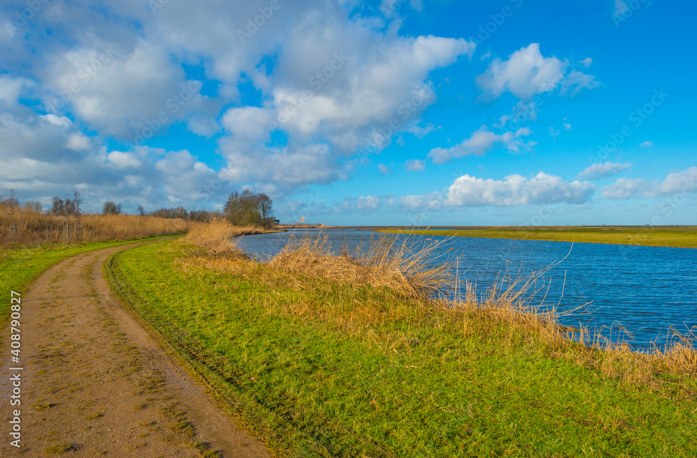 The reedy edge of a lake in a green grassy field in wetland in sunlight under a blue sky in winter, Almere, Flevoland, The Netherlands, January 24, 2021