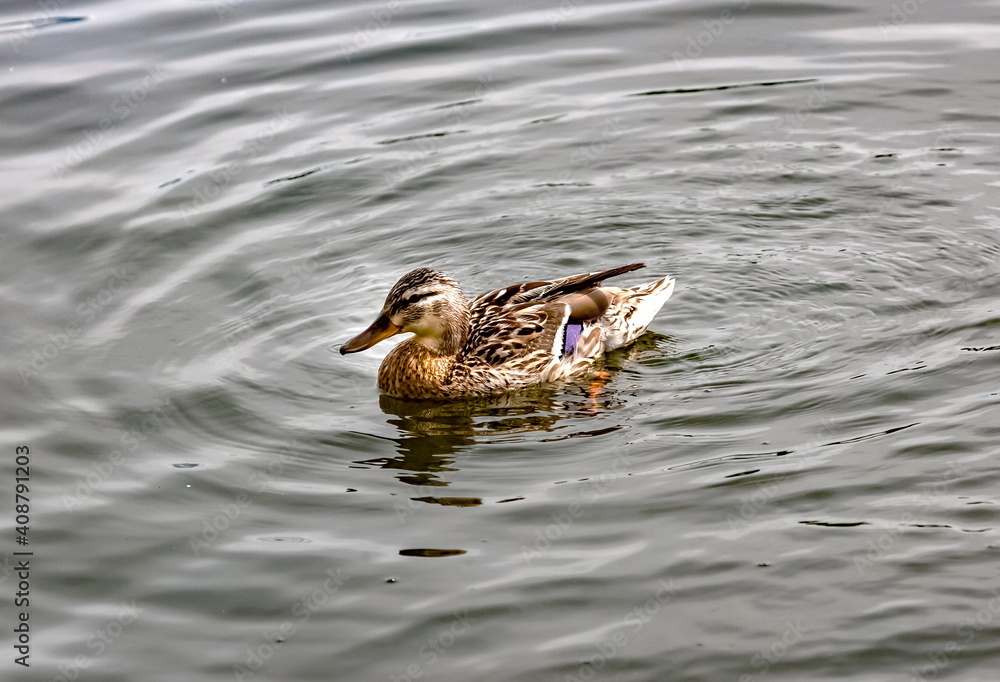 Bird duck mallard on the water surface of the reservoir close-up in summer Bird duck mallard on the water surface of the reservoir close-up in summer